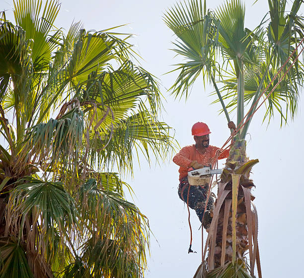 The Steps Involved in Our Tree Care Process in Charleroi, PA